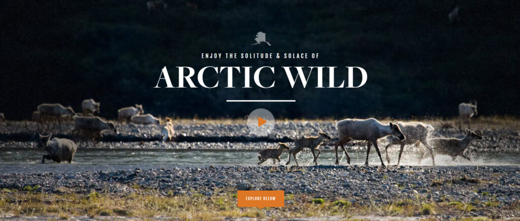 Arctic Wild website hero